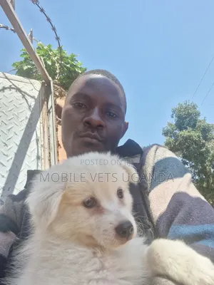Female Japanese Spitz Puppy (1-3 Months)