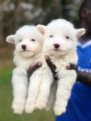 Purebred Maltese Puppy - 1-3 Months Old