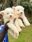 Purebred Maltese Puppy - 1-3 Months Old - 2