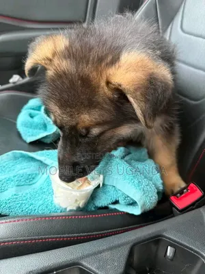 Female Purebred German Shepherd Puppy (1-3 Months)