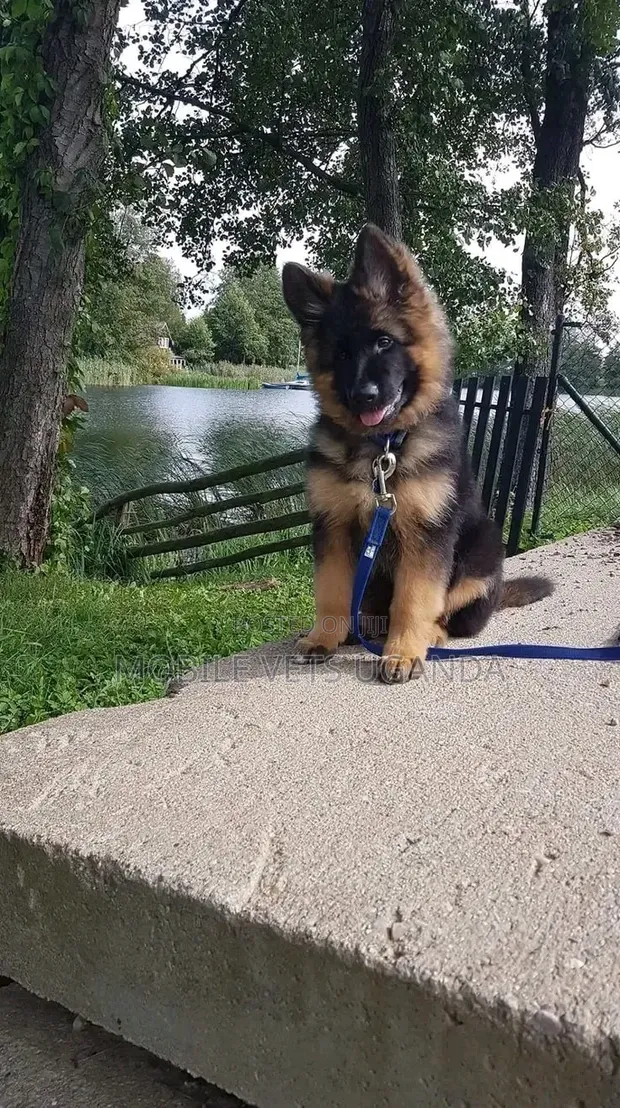 Female Purebred German Shepherd, 3-6 Months - 1