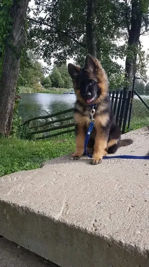 Female Purebred German Shepherd, 3-6 Months