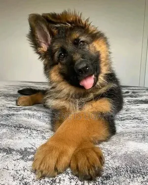 Female Purebred German Shepherd Puppy (3-6 Months)