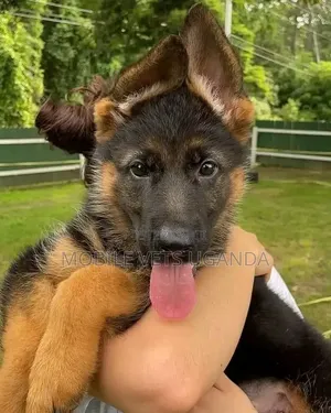 3-6 Month Female Purebred German Shepherd