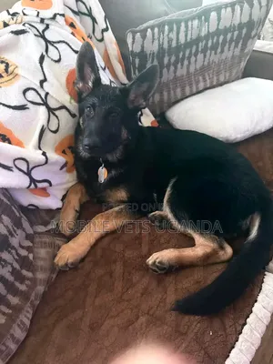 1-3 Month Male Purebred German Shepherd Puppy