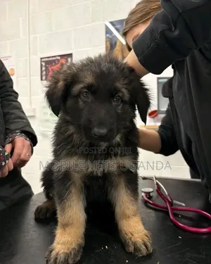 1-3 Month Male Purebred German Shepherd