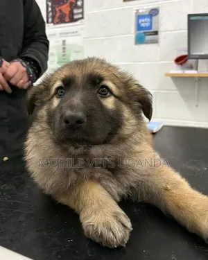 1-3 Month Old Male Purebred German Shepherd