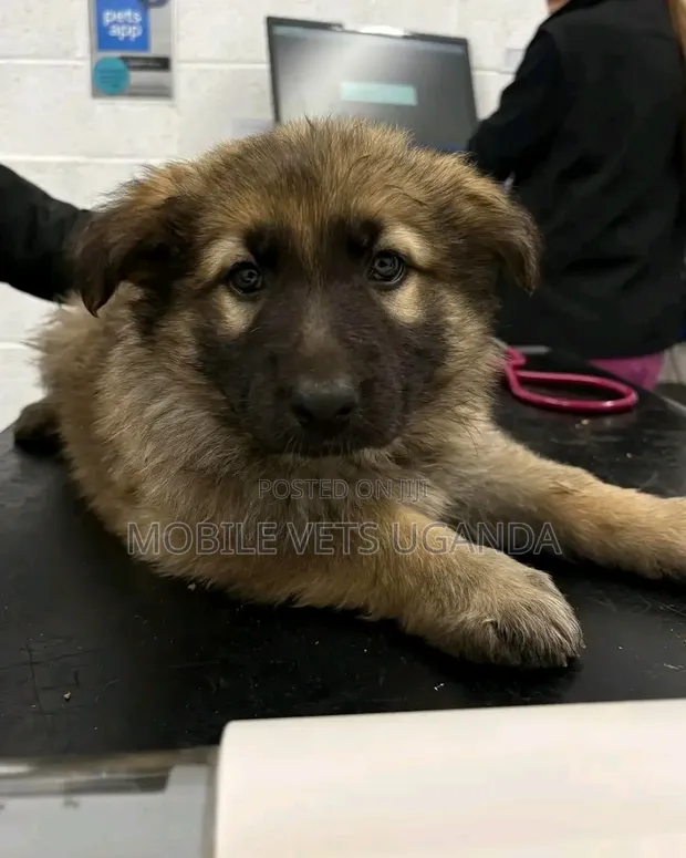 Purebred German Shepherd Female, 3-6 Months - 1