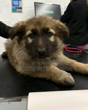 Purebred German Shepherd Female, 3-6 Months