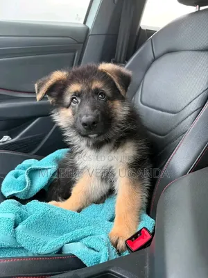 1-3 Month Old Male Purebred German Shepherd