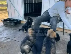 Female Purebred German Shepherd Puppy (1-3 Months)