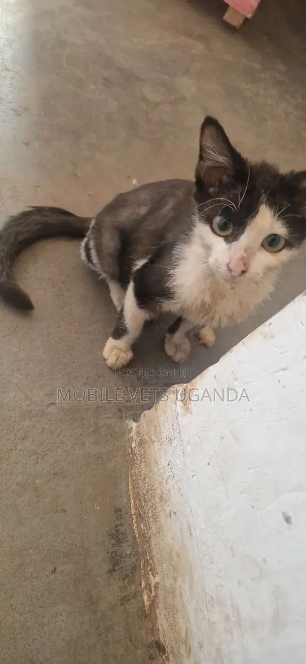 Purebred Bombay Kitten - 1-3 Months Old - 1