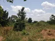 1.37 Acres Land for Sale, Gayaza Nakasajja - 3