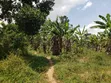 1.37 Acres Land for Sale, Gayaza Nakasajja - 5