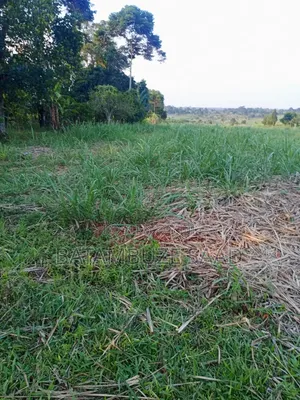 11 Acres Fertile Land for Sale in Mayuge