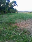 11 Acres Fertile Land for Sale in Mayuge - 1