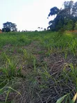 11 Acres Fertile Land for Sale in Mayuge - 3