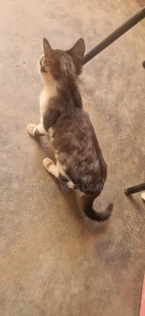 1-3 Month Male Purebred Exotic Kitten