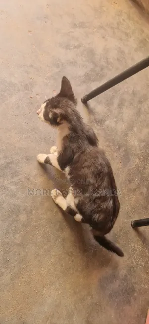 Purebred Bengal Cat - 3-6 Months Female