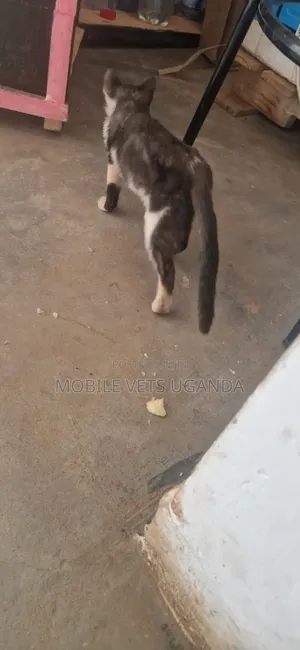 Female Purebred American Bobtail Kitten (3-6 Months)