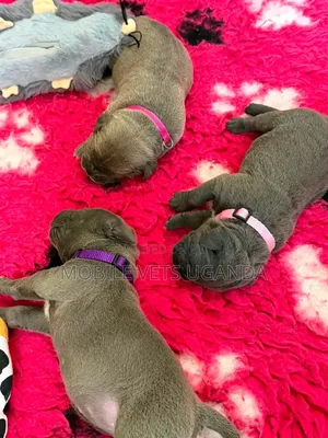 Purebred Boerboel Puppy - 1-3 Months Old