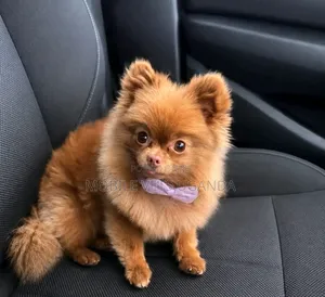 Purebred Female Pomeranian, 3-6 Months