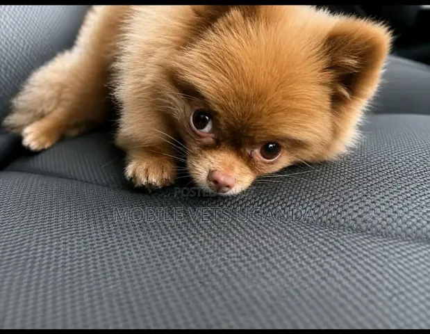 3-6 Month Male Purebred Pomeranian Puppy - 1