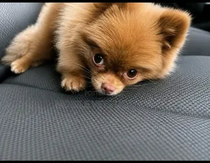 3-6 Month Male Purebred Pomeranian Puppy