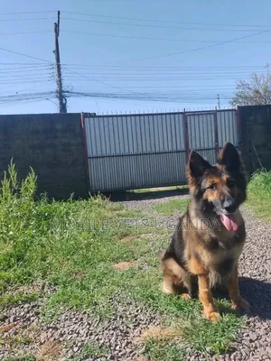 Male Purebred German Shepherd, 6-12 Months