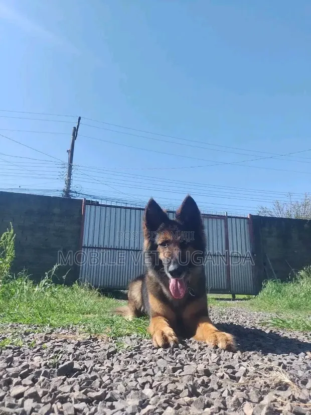 Female Purebred German Shepherd, 6-12 Months - 1