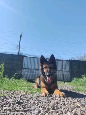 Female Purebred German Shepherd, 6-12 Months