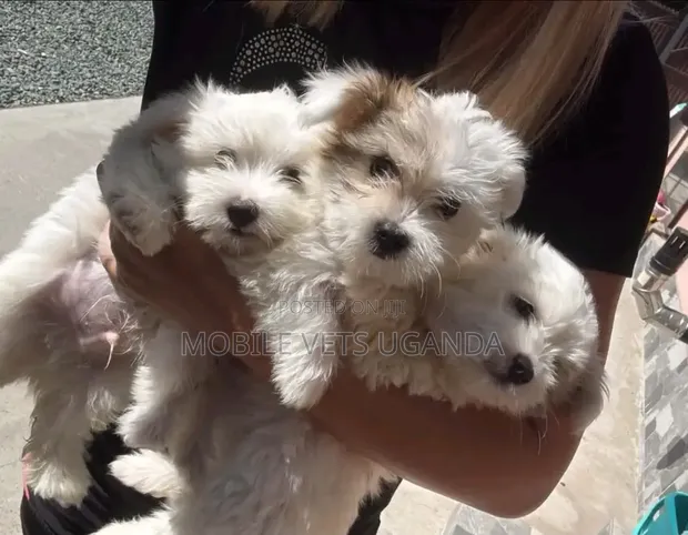 Female Purebred Maltese Puppy (1-3 Months) - 1