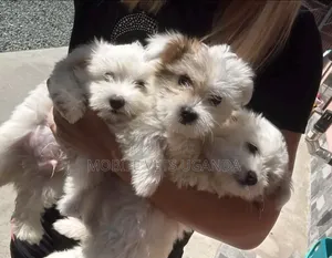 Female Purebred Maltese Puppy (1-3 Months)