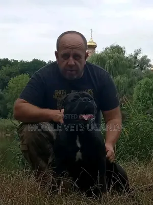 Female Boerboel Puppy, 6-12 Months
