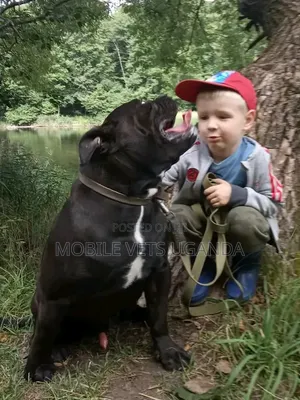 Purebred Boerboel Male, 1+ Year Old