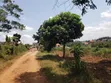 2 Acres Land for Sale, Gayaza Nakwero (800m) - 2