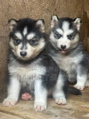 1-3 Month Male Purebred Siberian Husky