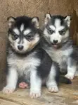 1-3 Month Male Purebred Siberian Husky - 1