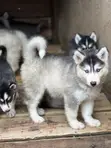 1-3 Month Male Purebred Siberian Husky - 2