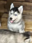 1-3 Month Male Purebred Siberian Husky - 3