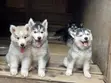 1-3 Month Male Purebred Siberian Husky - 4