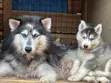 1-3 Month Male Purebred Siberian Husky - 5