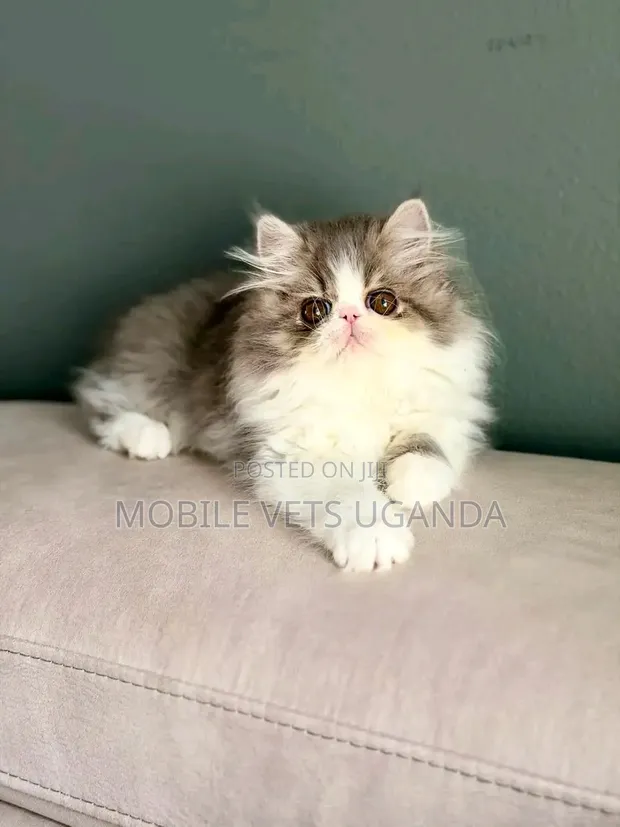 Female Purebred Persian Kitten (0-1 Month) - 1