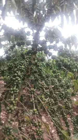 75 Acres Coffee Plantation for Sale in Mubende District