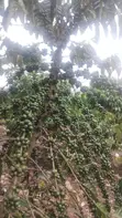 75 Acres Coffee Plantation for Sale in Mubende District - 1