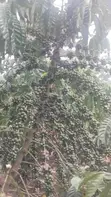 75 Acres Coffee Plantation for Sale in Mubende District - 2