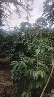 75 Acres Coffee Plantation for Sale in Mubende District - 3