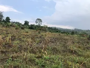12 Acres of Kibanja Land for Sale in Wakiso Busunju