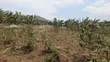 Plot for Sale in Matugga Kavule - 2