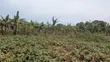 Plot for Sale in Matugga Kavule - 3